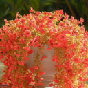 12 Pcs Artificial Hanging Mums Flowers Outdoor, Orange UV Resistant Fake Hanging Fall Plants for Outdoor Planter Patio Front Door Window Autumn Decoration (12, Orange)