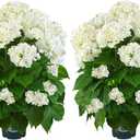Artificial Hydrangea Tree 29" Tall (Set of 2), Faux White Hydrangea Plant in Pot, Realistic Artificial Plant for Indoor Outdoor Porch, Patio, Balcony Decor