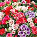 8 x 300+ Seeds Satin Flower Mix Godetia Clarkia - Flower Multicolor