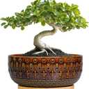 Bonsai Pots - 8 Inch Ceramic Planter with Drainage Hole and Saucer, Boho Round Shallow Succulent Bowl for Indoor Plants Flower, Room Decor, Gifts for Plant Lovers, Brown
