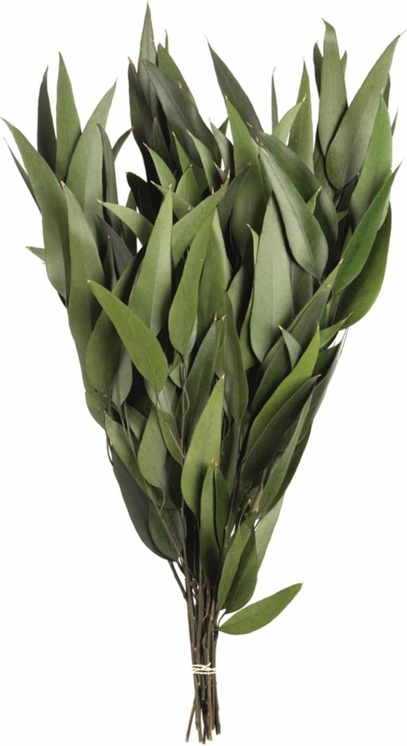 Vickerman 18" Green Weeping Willow Eucalyptus Bundle Long Stem - 5 oz Bundle 2 - Real Preserved Foliage Decor for Home or Everyday Arrangements - Plant Bundle