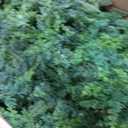 2Pack 6FT Artificial Cedar Tree, UV Resistant Fake Pine Tree