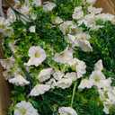 Artificial Fake Flowers For Outdoor Outside Decoration,16 Bundles UV Resistant Faux Plastic White Flowers with Green Eucalyptus Stem Plants Bulk Look Real for Home Porch yard Patio Planters (White)