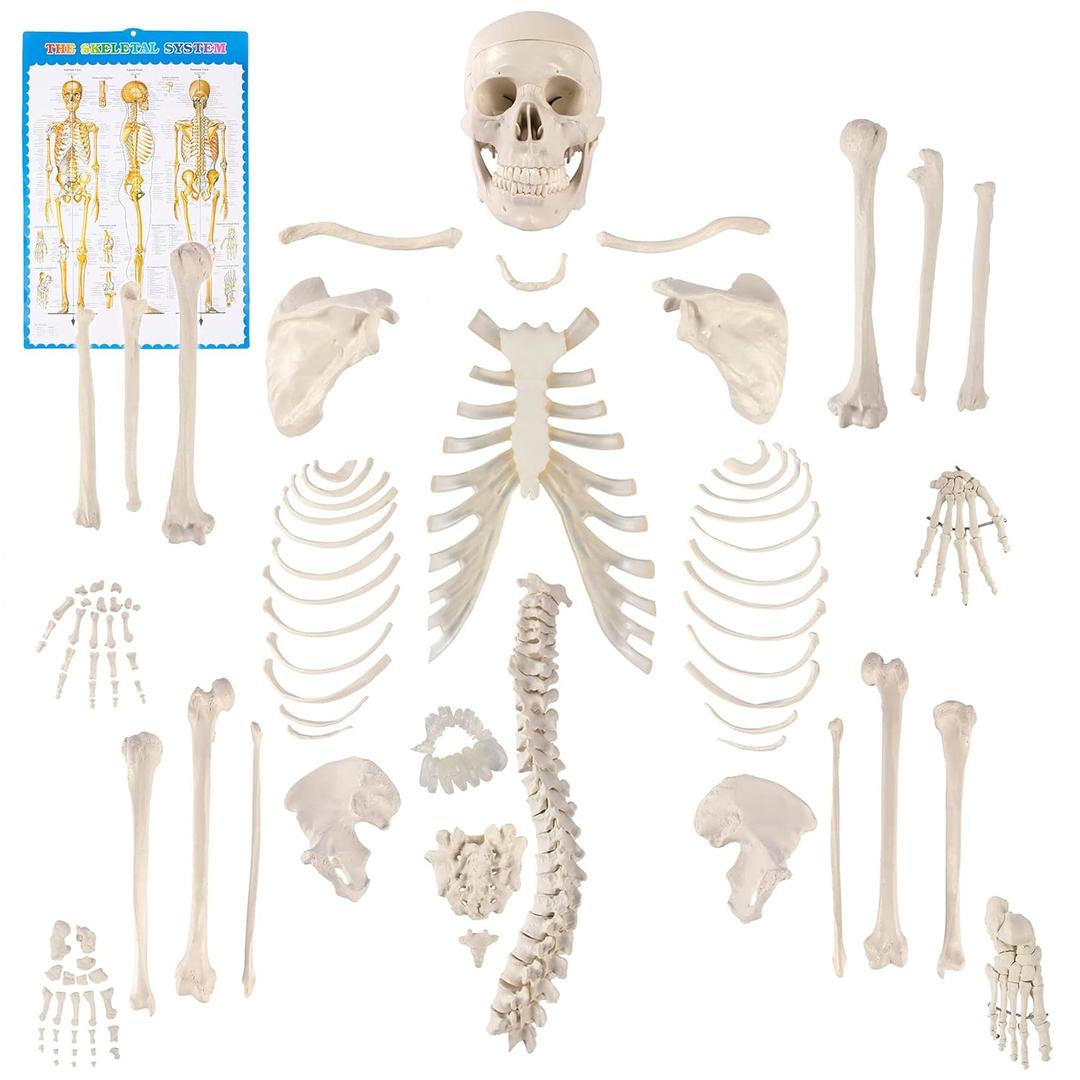 Houseables Disarticulated Human Skeleton, Human Skeleton Model for Anatomy, Anatomy Model, Anatomically Correct, Physiology Bones, Skeletal System, Full Life Size, Anatomical, Study, Class, 62 Height