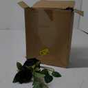 Hotop 20 Pcs Artificial Rose Flowers with Long Stem,Real Touch Silk Realistic Plastic Bouquet Roses Bulk for Home Decor Bridal Wedding Party Table Centerpieces Decorations(Black)