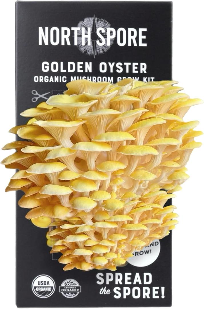 North Spore Organic Golden Oyster Mushroom Spray & Grow Kit (4 lbs) | USDA-Certified Organic, Non-GMO, Beginner-Friendly & Easy to Use | Handmade in Maine, USA (EXP 03/31/26)