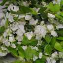 Lvydec Wisteria Artificial Flowers Garland, 4Pcs Total 28.8ft White Artificial Wisteria Vine Silk Hanging Flower for Home Garden Outdoor Ceremony Wedding Arch Floral Decor