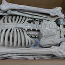 JOYIN 5 FT Halloween Skeleton Decor with Stand, Posable Life Size Skeleton, Full Body Realistic Bones with Movable Joints, Giant Skeletons Halloween Decorations for Indoor Outdoor Spooky Scene Decor