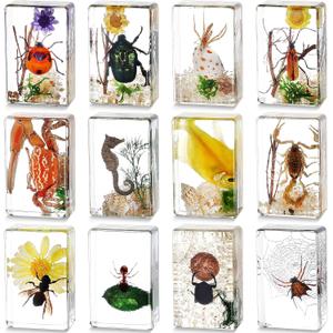 Macarrie 12 Pcs Insect Specimens for Kids Bug Collection Kit Real Specimens of Various Butterflies Beetles Classroom Science Education Animal Collection Bug Preserved Biology(Scenery)