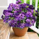 Artificial Geranium Fake Flowers for Outdoors Decoration, 6 Bundles Silk Geraniums Flower UV Resistant Look Real Faux Plants for Front Door Garden Porch Planter Patio Balcony Yard Indoor Home, Mix