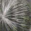 9FT Thick Christmas Garlands with 240 Cedar Branches, 50 Lights, Green Cedar Garland for Christmas Decorations, Artificial Greenery Garland for Table Mantle Wall Indoor Outdoor Holiday Decor