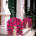 INXUGAO 2 pcs Artificial Faux Bougainvillea Flowers Plants for Outdoor Outside Summer Decoration, Fake Silk UV Resistant Long Trailing Vines for Front Door Porch Planter Balcony (Rose Deep Lotus)
