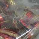 Alupssuc 103pcs Christmas Balls Ornaments Set, Gnome Christmas Tree Decorations with Hanging Strings, Shatterproof Plastic Baubles for Xmas Tree Holiday Wedding Party Decorations, Red, Bronze and Gold