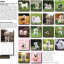 2 x windrio 2026 Wall Calendar, Calendar 2026, July 2025 - December 2026, Wall Calendar Maltese, 12" x 24" Opened,Full Page Months Thick & Sturdy Paper for Calendar Organizing & Planning