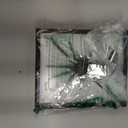 Real Giant Bird Eating Tarantula EURYPEIMA SPINCRUS Spider Taxidermy Transparent Boxed Display (Black Wooden Box)