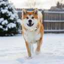 Christmas Dog Collar Small Dog Collars, Winter Dog Collar with Red Berry Pattern, Adjustable Dog Christmas Collar for Girl Boy Dogs, Cute Holiday Collar for Dogs-S