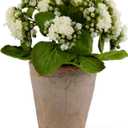 9.5 Inch White Kalanchoe in Distressed Clay Pot