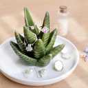 PUDDING CABIN Aloe Ring Holder,Cactus Ring Dish,Jewelry Holder Trinket Tray for Rings Earrings Necklace Organizer,Bridesmaid Christmas Birthday Gift for Women Girls