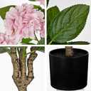 3FT Pink Hydrangea Artificial Flowers Tree 2 Pack Large Real Touch Faux Silk Hydrangea Plants Potted Fake Flower in Black Pot for Home Indoor Outdoor Front Porch Garden Entrance Living Room Decor