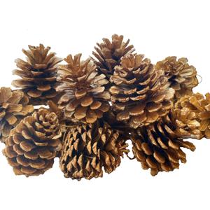 16 Pack Large Natural Pinecones, 1.97" - 2.95" Christmas Ornaments for DIY Crafts, Home Decorations, Thanksgiving Decorations, Fall and Christmas, Wedding DecorGolden