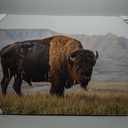 American Bison Wall Art