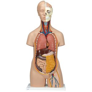 3B Scientific B09 Classic Unisex Torso 12-part - 3B Smart Anatomy 3B Scientific B09 Classic Unisex Torso 12-part - 3B Smart Anatomy