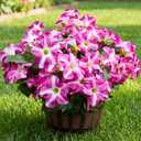 Artificial Fake Flowers Plants for Outdoor Decoration, 4PCS Faux Petunias Silk Flower UV Resistant No Fade for Home Outside Garden Balcony Yard Porch Realistic Indoor Decor (PurplePink)