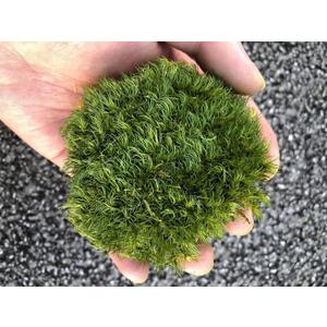 Preserved Pole Moss Pillow Bun Cushion Natural Green Decorative Real Natural Green DIY Kit Gardenning Art Wall Decor Florist Decor Easter Table Decor Wedding