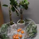 Suncalla 2 Pack Artificial Orange Potted Plants 31.5 Inches Fake Orange Tree Simulation Realistic Fruit Plant with Pot Faux Tree Indoor Decoration for Home Office Living Room Table Desk