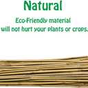 Mininfa Natural Bamboo Stakes 2 Feet, Eco-Friendly Garden Stakes, Plant Stakes Supports Climbing for Tomatoes, Trees, Beans, 30 Pack