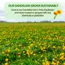 VIDA FARM 125 Dandelion Tea Bags - 100% Natural Dandelion Leaf & Root, Sugar Free, Caffeine Free, Non-GMO - Premium Dandelion Root Herbal Tea, Smooth Taste (EXP 03/14/27)