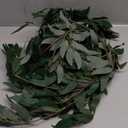 24Pcs Italian Ruscus Greenery Stems 23" Artificial Silk Greenery Plants Spray Leaves for Home Decor