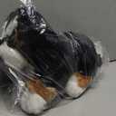 GUND Randle Bernese Mountain Dog, Premium Stuffed Animal Plush for Ages 1 and Up, Black/Brown, 13