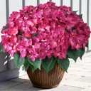 FOTEEWL 16 Bundles Artificial Hydrangea Flowers for Outdoor Decor, Realistic Faux Silk Bouquets Sun-Resistant Fake Plants for Front Door Balcony Farmhouse Garden Home Spring Summer Decor (Rose Red)
