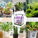 Plant Terrarium Kit with Grow Light, Rifny Small Glass Terrarium Jar with Absorbent Mat and Lid for Venus Fly Trap Succulent Live Air Plants Indoor Home Office Decor (Black, 7.1 x 4.8 x 8.8 inch)