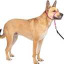 PetSafe Gentle Leader Headcollar No-Pull Dog Collar - Helps Improve Walks - Durable Nylon Construction - Padded Nose Loop - Adjustable Fit - Comfort Walking Halter - Medium, Raspberry Pink (Medium (Pack of 1))