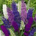 Seeds Butterfly Bush Giant Mix Buddleja Perennial Flowers for Planting 1000 Seeds