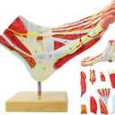 Generies Natural Large Foot Anatomical Model 9 Parts with 81 Digital Signs and Corresponding Text Descriptions,Icluding Bones, Muscles, Ligaments, Nerves, and Blood Vessels of The Human Foot