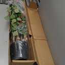 Nearly Natural 42in Artificial Bougainvillea Tree, Faux Flowering Plant With Planter, Indoor Home Office Decor, Low Maintenance, Pink and Green