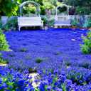 2 x 15000+ Creeping Thyme Seeds for Planting Outdoor-Perennial Magic Carpet Ground Cover Herb Plant in Your Home Garden Backyard Non-GMO (EXP 11/19/26)