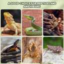 Kisangel Reptile Bark Climbing Platform and Hideout Hut - Natural Terrarium Decoration for Snake Lizard Gecko Tanks - Multi-Functional Habitat Accessory for Climbing Hiding Exploration