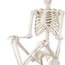 36" Halloween Skeleton - 3 ft Life Size Human Skeleton with Full Body Posable Joints - Spooky Scary Plastic Skeletons for Outdoor Decoration, Halloween Party Decor, Haunted House Props