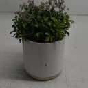 Boxwood Plant - Threshold