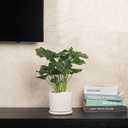 Ekirlin 7 inch Plant Pots,Ceramic Flower Planters Indoor,Modern Succulents Containers with Drain Hole Saucer,Decorate Home,Office & Outdoor (White)