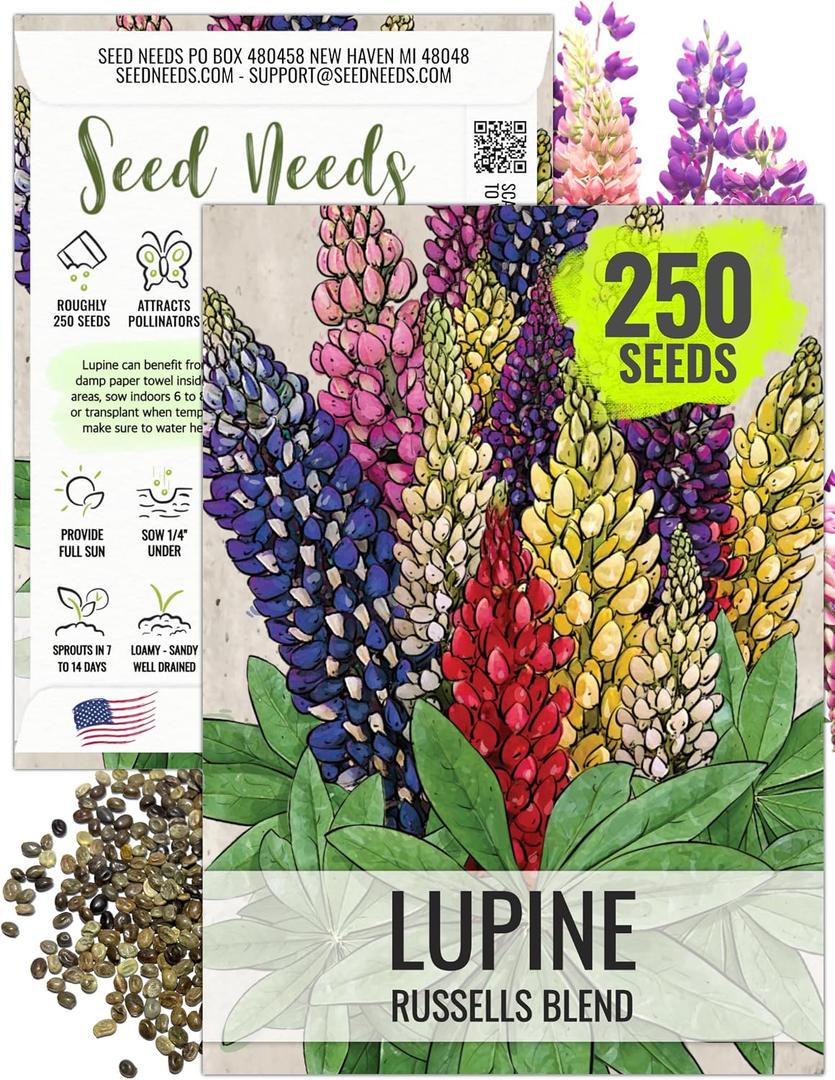 4 x Seed Needs Lupine Seeds to Plant Russels Mix Perennial Flowers 1 Pack