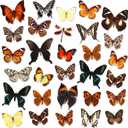 Thyle 30 Pcs Real Taxidermy Butterfly Specimen Artwork Material Decor Natural Unmounted Butterfly Collection Assorted Taxidermy Animals for Entomology Craft Home Office Display Artwork