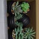 Der Rose Set of 6 Succulents Plants Artificial in Pots Small Fake Plants for Halloween Decorations Bedroom Living Room Office Shelf Black Bathroom Decor