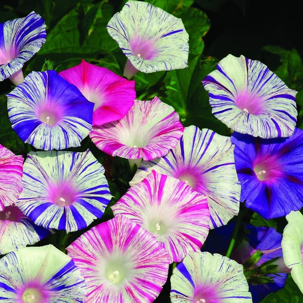 5 x Seeds Morning Glory Harlequin Mix Ipomoea Annual Flowers