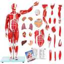 Human Muscle and Organ Model,27-Part Half Life-Size Human Body Muscular System Anatomy Model with Removable Organs and Muscle Includes Product Manual for Medical Physiology Educational Study