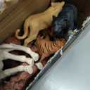 Safari Animals Figures Toys, Realistic Jumbo Wild Zoo Forest Figurines Plastic African Jungle Animals Playset for Kids Toddlers, 16Piece Gift Set